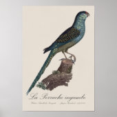 Grondpapegaai of Moerasparkiet, Pezoporus Wallicus Poster (Voorkant)