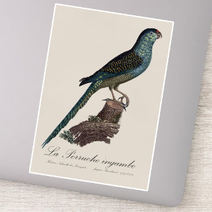 Grondpapegaai of Moerasparkiet, Pezoporus Wallicus Sticker