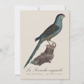 Grondparkiet of Moerasparkiet, Pezoporus Wallicus Bedankkaart (Voorkant)