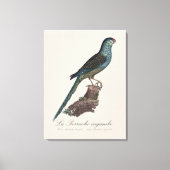 Grondparkiet of Moerasparkiet, Pezoporus Wallicus Canvas Afdruk (Voorkant)