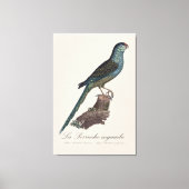 Grondparkiet of Moerasparkiet, Pezoporus Wallicus Canvas Afdruk (Voorkant)