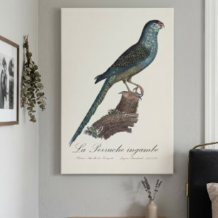 Grondparkiet of Moerasparkiet, Pezoporus Wallicus Canvas Afdruk