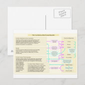 Grondwettelijke structuur van de Republiek Rome Briefkaart (Voorkant / Achterkant)