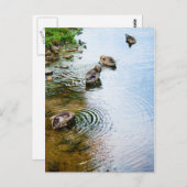 Groomend Eucks 2 Briefkaart (Voorkant / Achterkant)