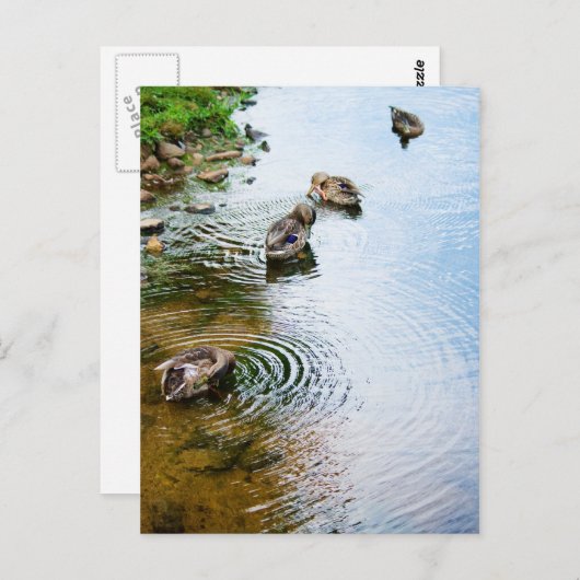 Groomend Eucks 2 Briefkaart (Voorkant / Achterkant)