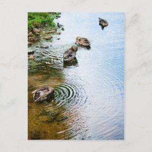 Groomend Eucks 2 Briefkaart