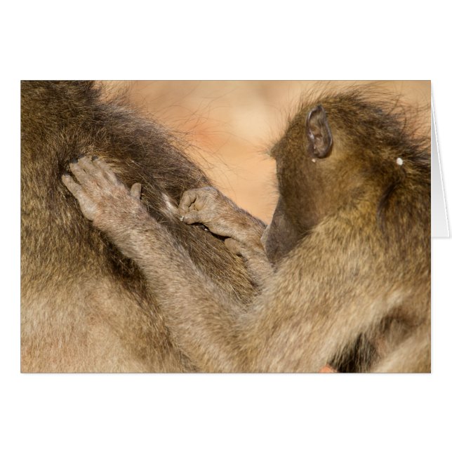 Grooming baboons (Voorkant Horizontaal)