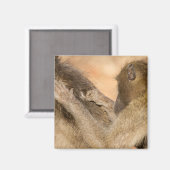 Grooming baboons magneet (Voorkant / Achterkant)
