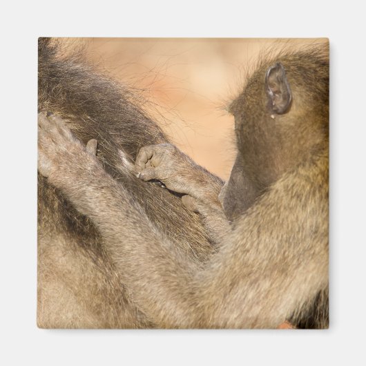 Grooming baboons magneet (Voorkant)