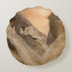 Grooming baboons rond kussen