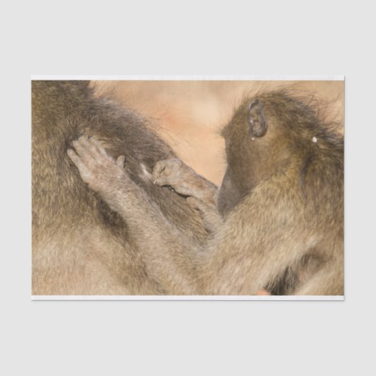 Grooming baboons tissuepapier (Voorkant)