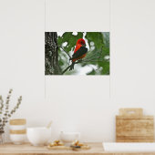 "Grooming Beauty" Scartlet Tanager Poster (Keuken)