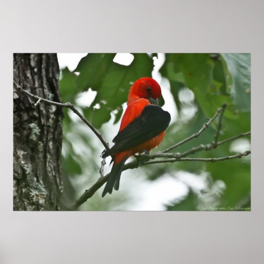 "Grooming Beauty" Scartlet Tanager Poster (Voorkant)