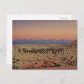 Groot beslag van olifanten briefkaart (Voorkant / Achterkant)