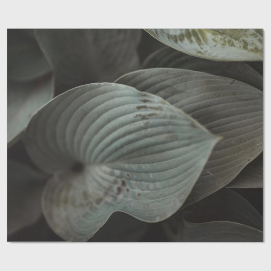 groot blad cadeaupapier (Vlak)