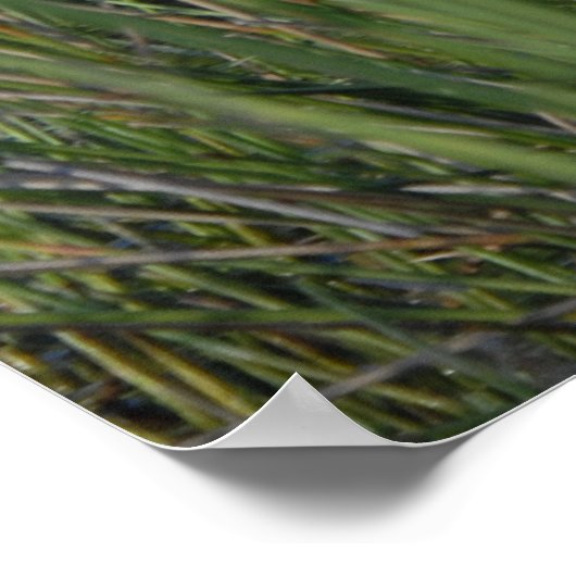 Groot blauw Heron in de Everglades Grass Poster (Hoek)