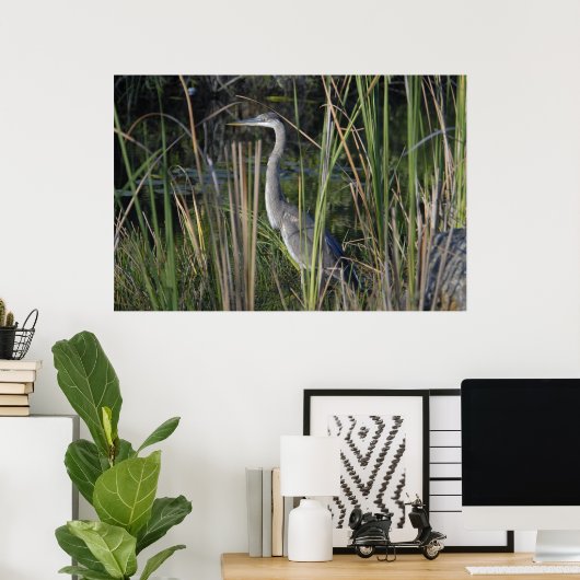 Groot blauw Heron in de Everglades Grass Poster (Thuiskantoor)
