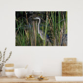 Groot blauw Heron in de Everglades Grass Poster (Keuken)