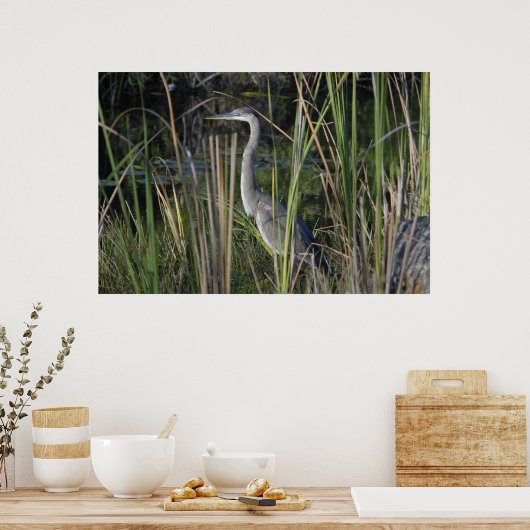 Groot blauw Heron in de Everglades Grass Poster (Keuken)