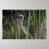 Groot blauw Heron in de Everglades Grass Poster (Voorkant)