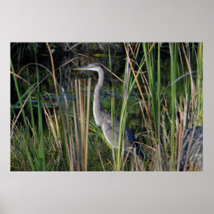 Groot blauw Heron in de Everglades Grass Poster