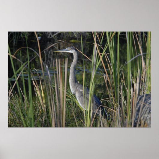 Groot blauw Heron in de Everglades Grass Poster (Voorkant)