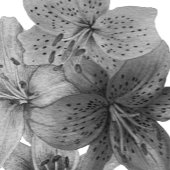 groot bloempatroon contemporeus zwart-wit leggings