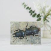 Groot Briefkaart van de Ground Beetle (Staand voorkant)
