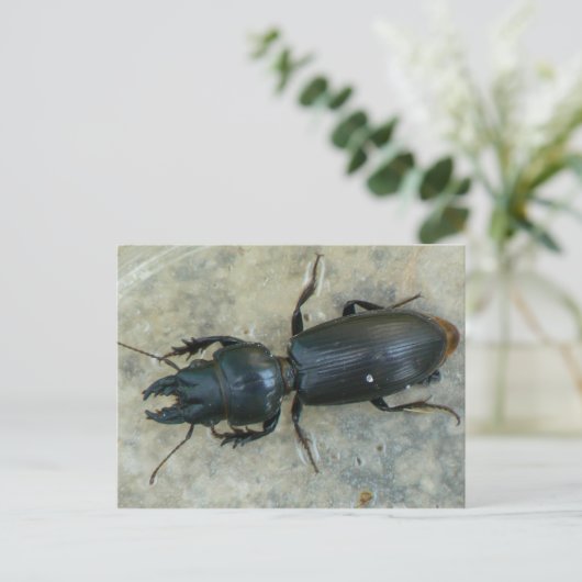 Groot Briefkaart van de Ground Beetle (Staand voorkant)