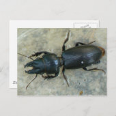 Groot Briefkaart van de Ground Beetle (Voorkant / Achterkant)