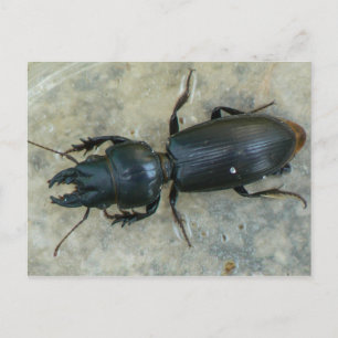 Groot Briefkaart van de Ground Beetle