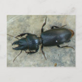 Groot Briefkaart van de Ground Beetle (Voorkant)