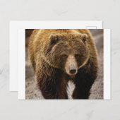 groot bruin beer briefkaart (Voorkant / Achterkant)