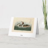 Groot-Crested Grebe - Amerikaanse vogels van Audub Kaart (Achterkant)