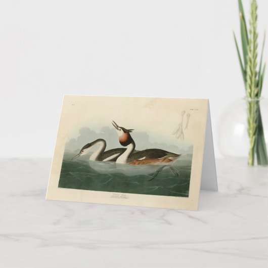 Groot-Crested Grebe - Amerikaanse vogels van Audub Kaart (Voorkant)