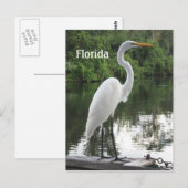 groot egret briefkaart (Voorkant / Achterkant)
