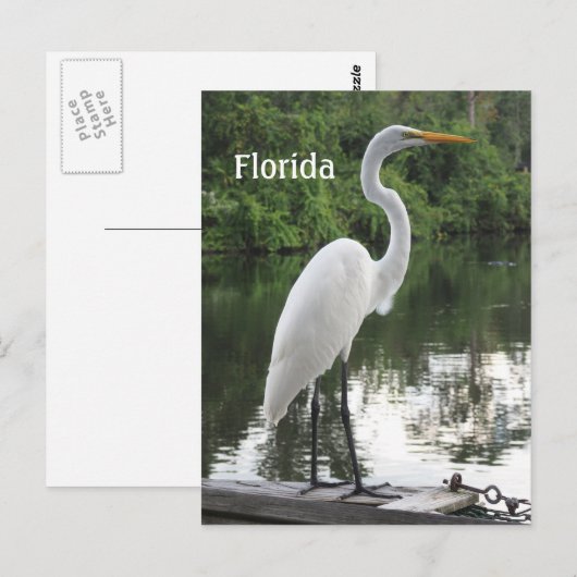 groot egret briefkaart (Voorkant / Achterkant)