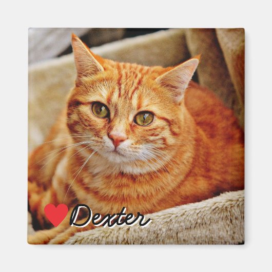Groot gepersonaliseerd huisdier foto magneet (Voorkant)