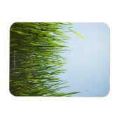 Groot groen gras tegen blauwe lucht met zon magneet (Horizontaal)