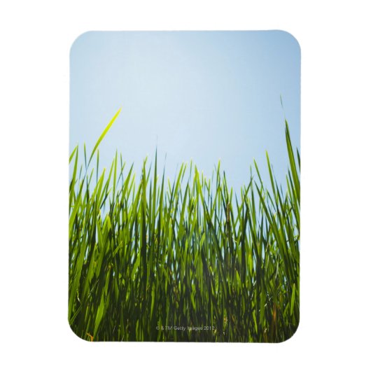 Groot groen gras tegen blauwe lucht met zon magneet (Verticaal)