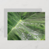 Groot groen verlof met briefkaart (Voorkant / Achterkant)