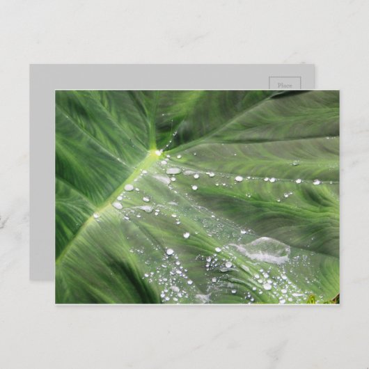 Groot groen verlof met briefkaart (Voorkant / Achterkant)