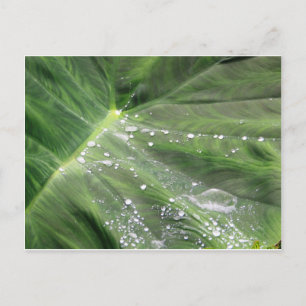 Groot groen verlof met briefkaart
