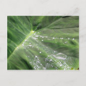 Groot groen verlof met briefkaart (Voorkant)