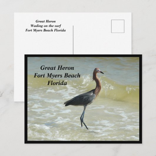 Groot Heron vakantie Briefkaart (Voorkant / Achterkant)