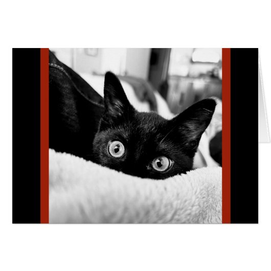 Groot Kat, blanco notitiekaarten (Voorkant Horizontaal)