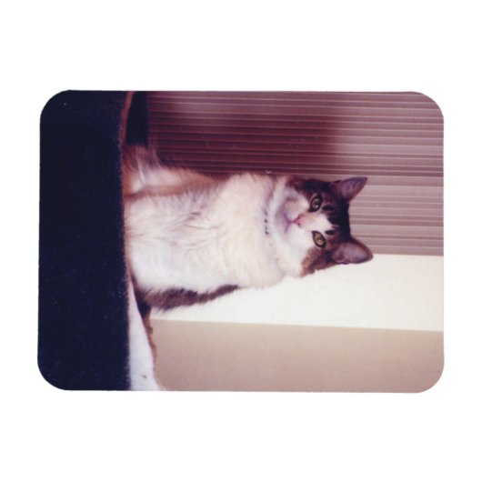 Groot Kat Magneet (Horizontaal)