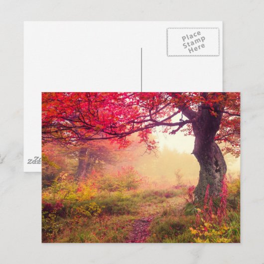 groot landschap met herfstbomen in het bos briefkaart (Voorkant / Achterkant)