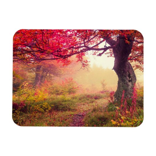 groot landschap met herfstbomen in het bos magneet (Horizontaal)