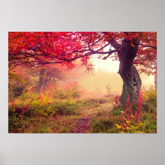 groot landschap met herfstbomen in het bos poster (Voorkant)